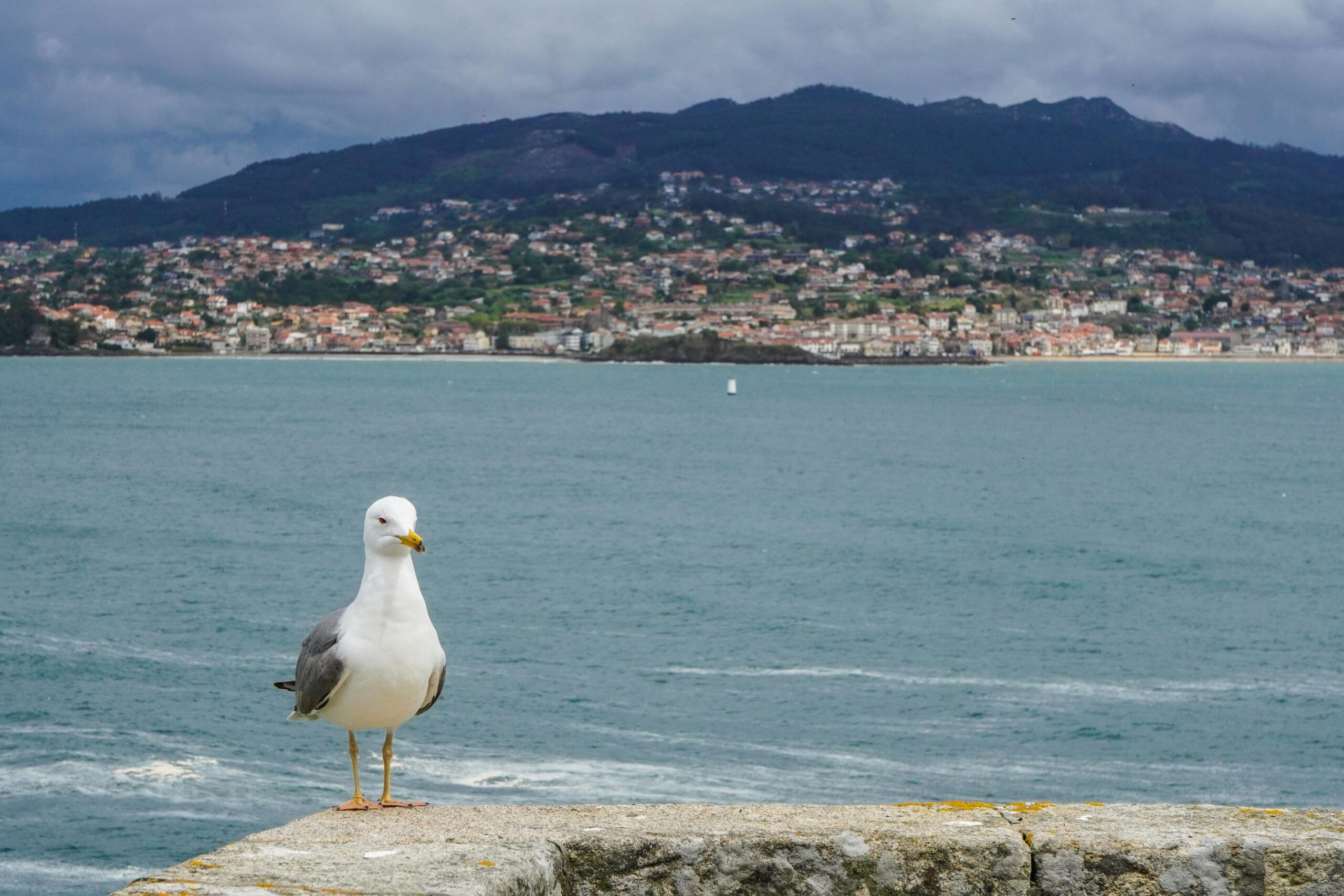 A seagull stands on a ledge with Baiona, Spain's coastline in the background.